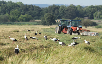 nature based solutions case study