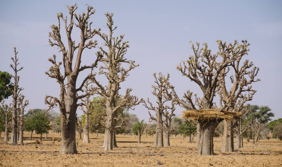 nature based solutions case study