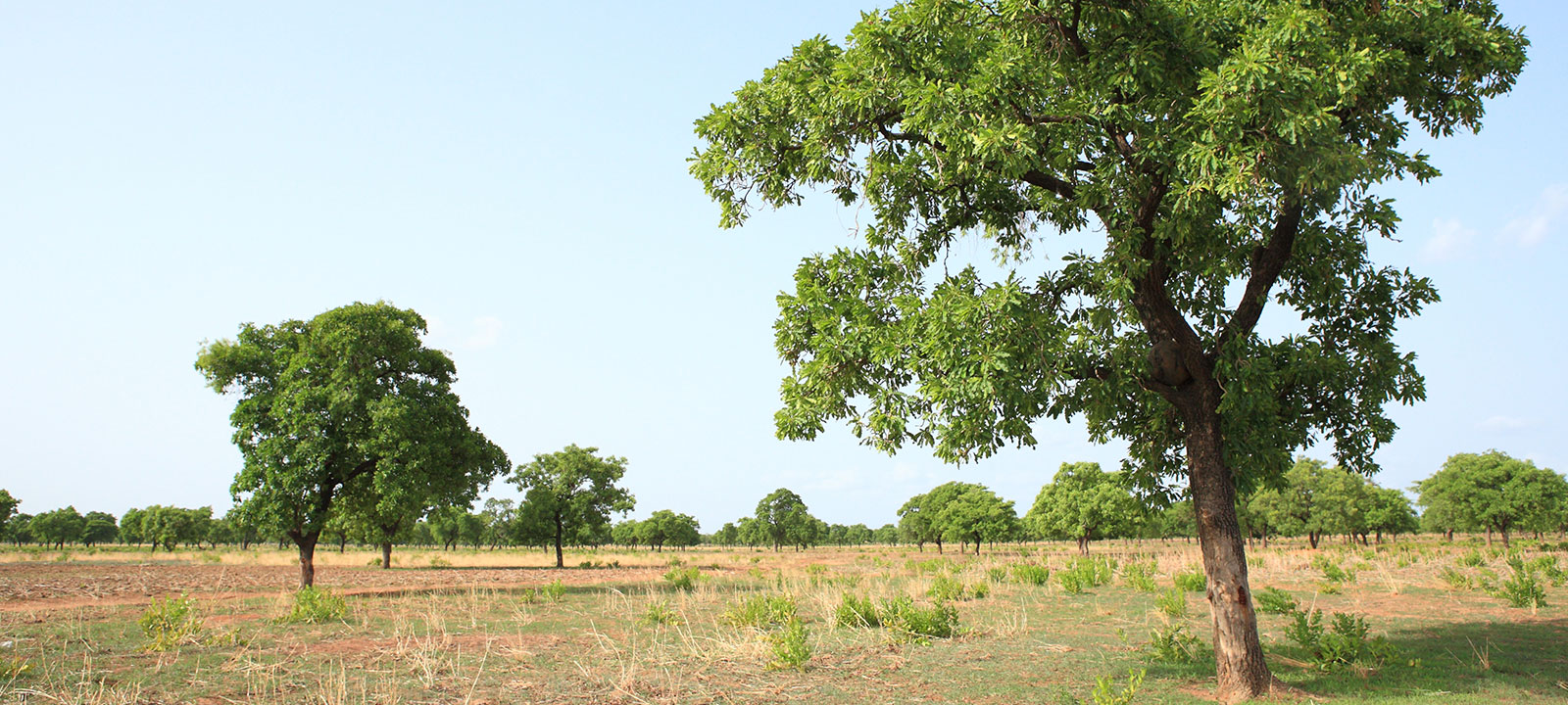 nature based solutions case study