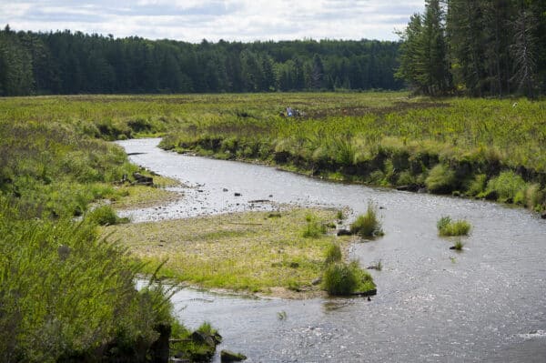 nature based solutions case study