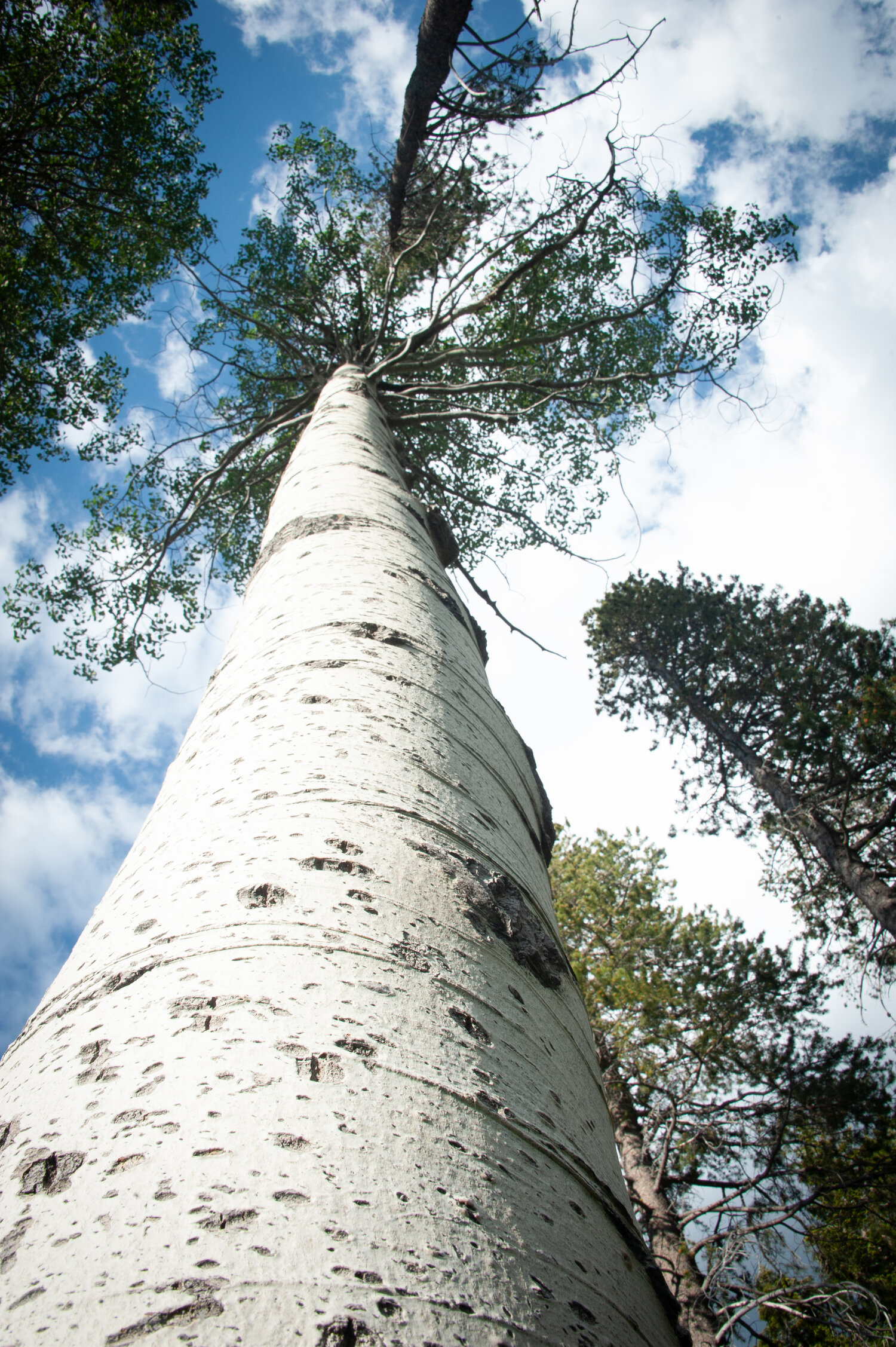 nature based solutions case study