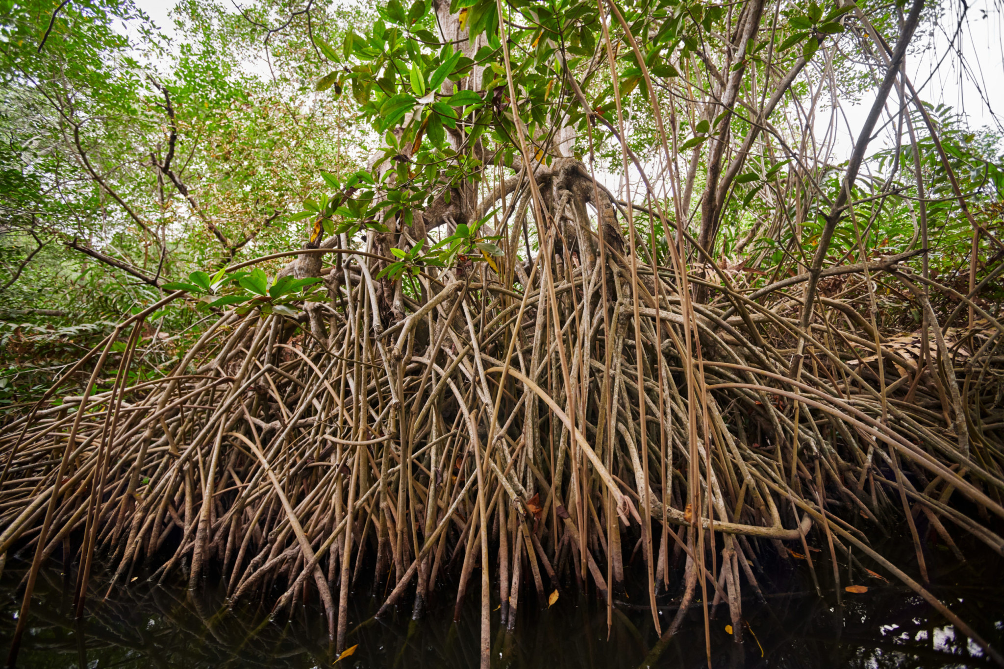 nature based solutions case study