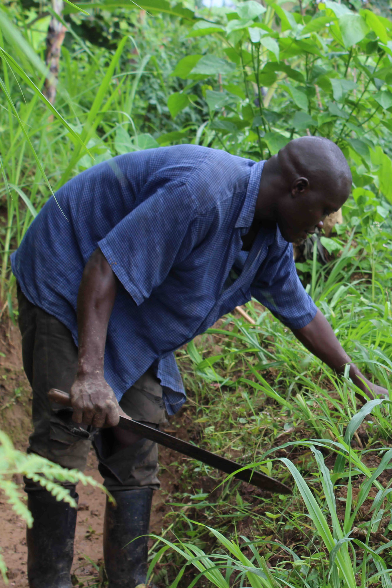 nature based solutions case study