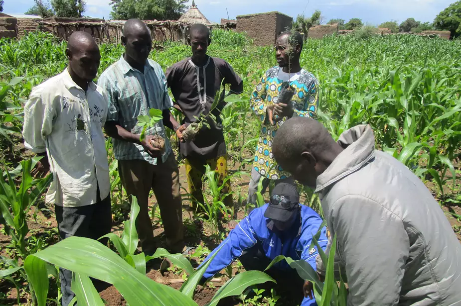 nature based solutions case study