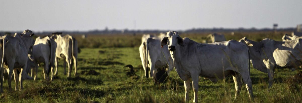 Cattle on farmlands, São Felix do Xingu, Pará state, Brazil. Photo Credit: © TNC/Maíra Erlich