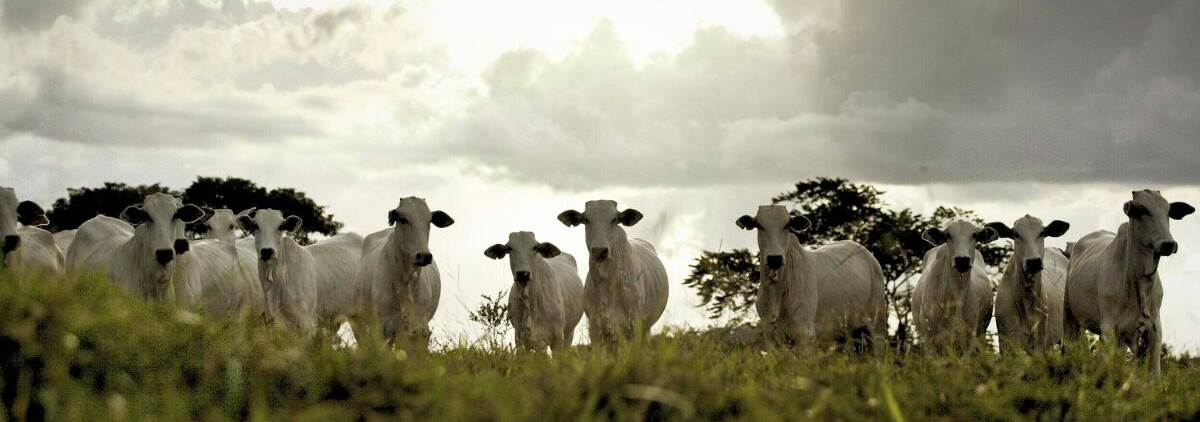 A cattle ranch at Bannach-Pará, in the Brazilian Amazon. PHOTO CREDIT: © TNC/ Henrique Manreza